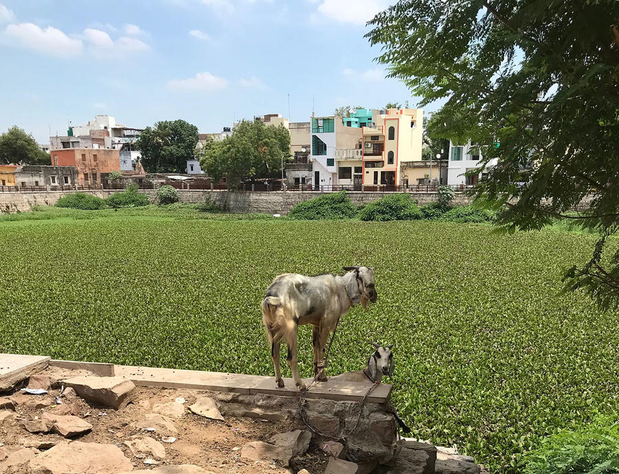 Goat on fence