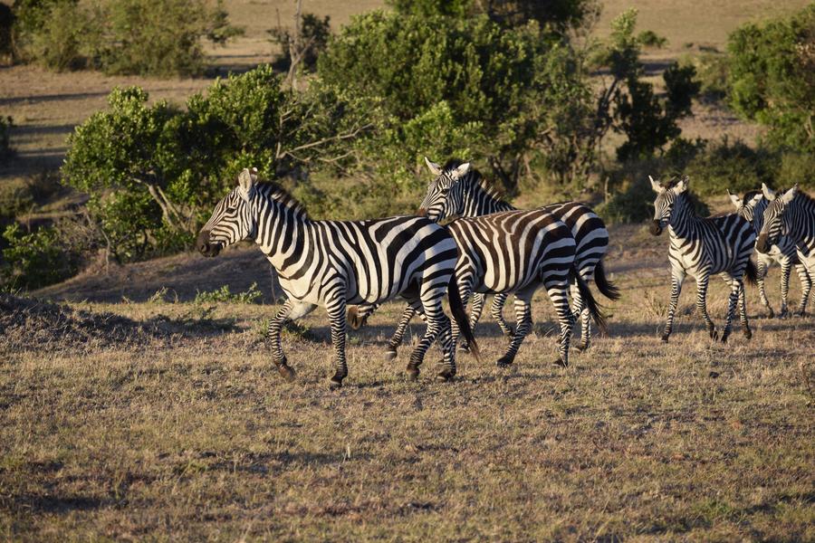 Hueyjong Shih, Maasai Mara National Game Reserve, 