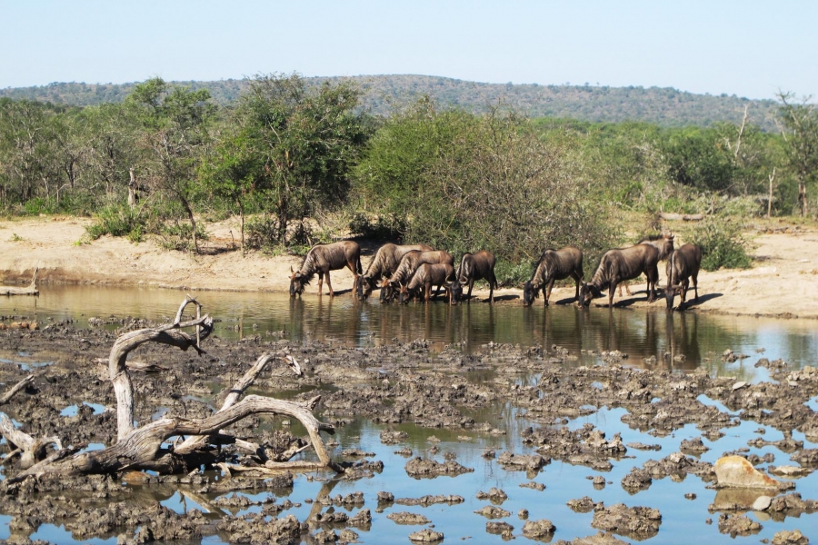 Gita Abhiraman, South Africa, 